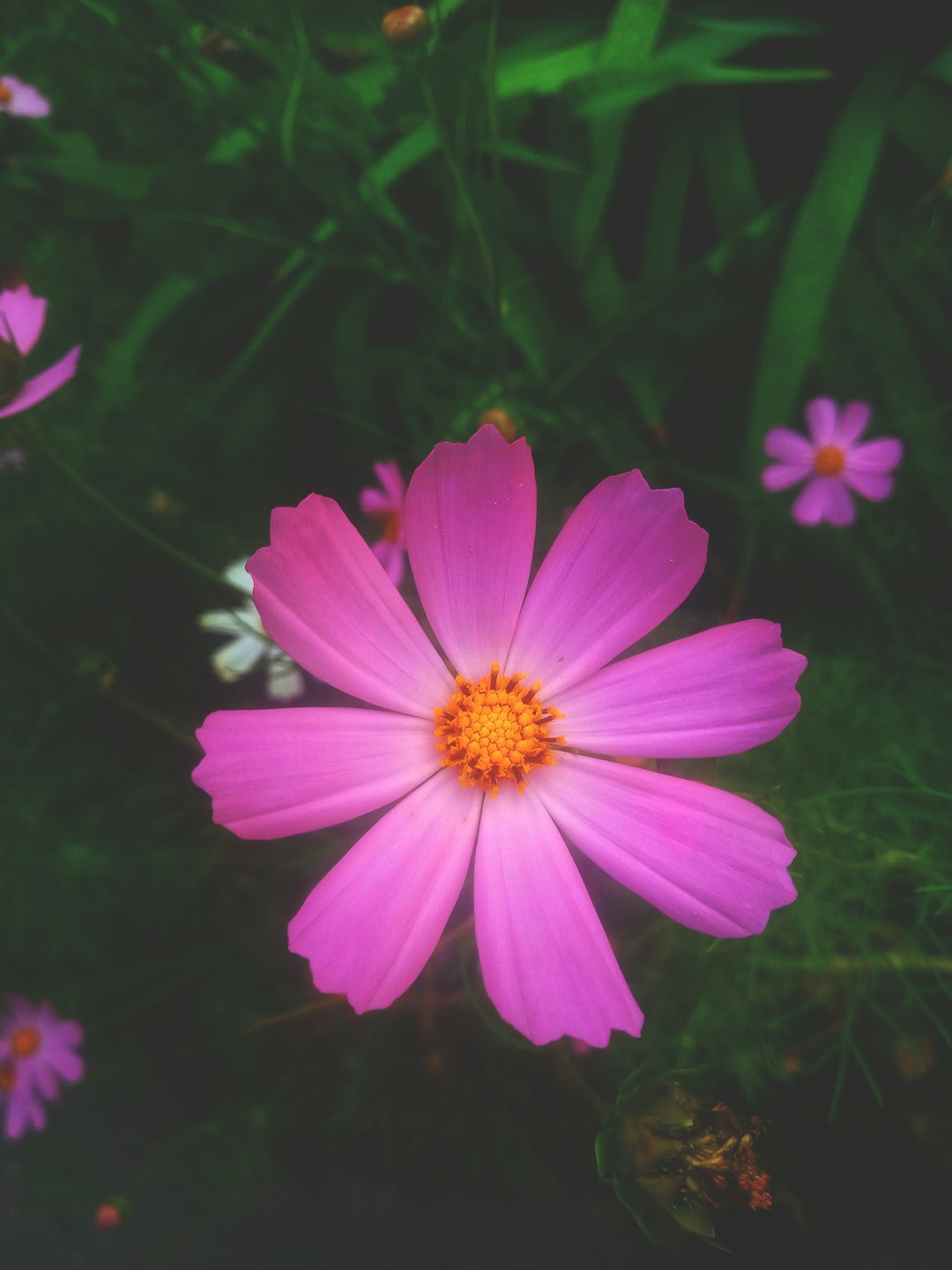 Seasonal Garden Design